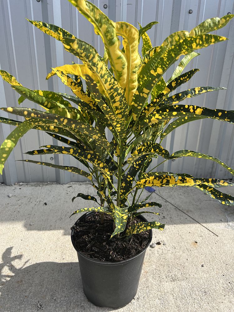 codiaeum-variegatum-sloppy-painter-croton