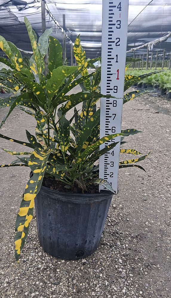 codiaeum-variegatum-sloppy-painter-croton