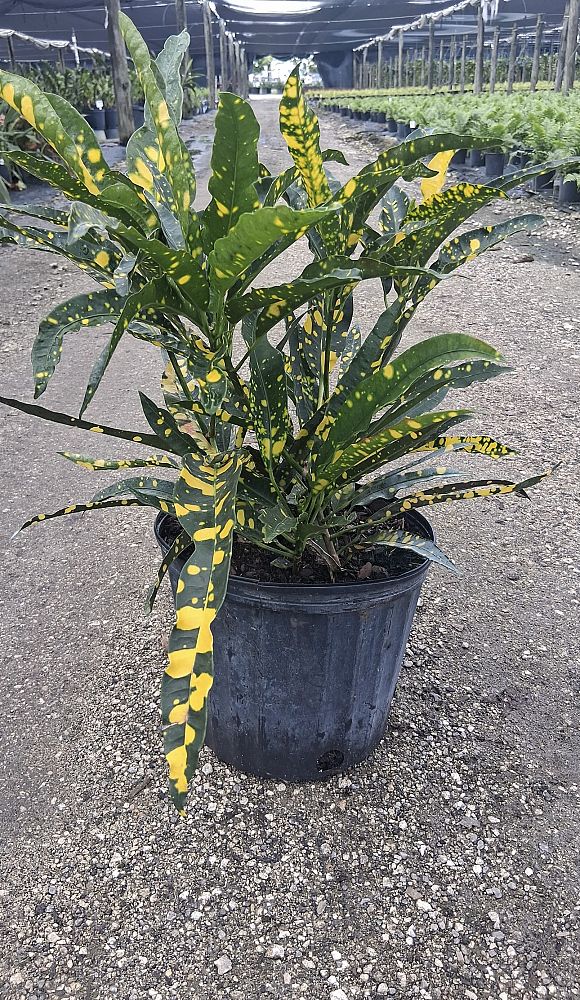 codiaeum-variegatum-sloppy-painter-croton