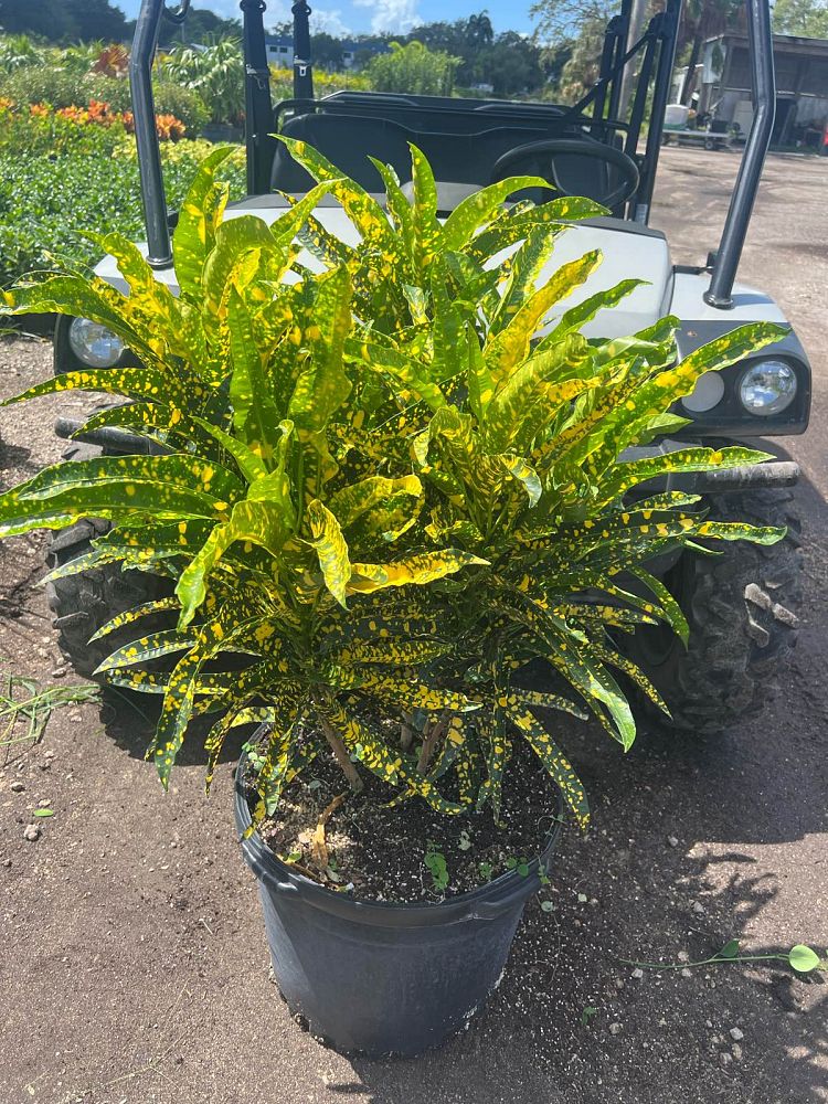 codiaeum-variegatum-sloppy-painter-croton