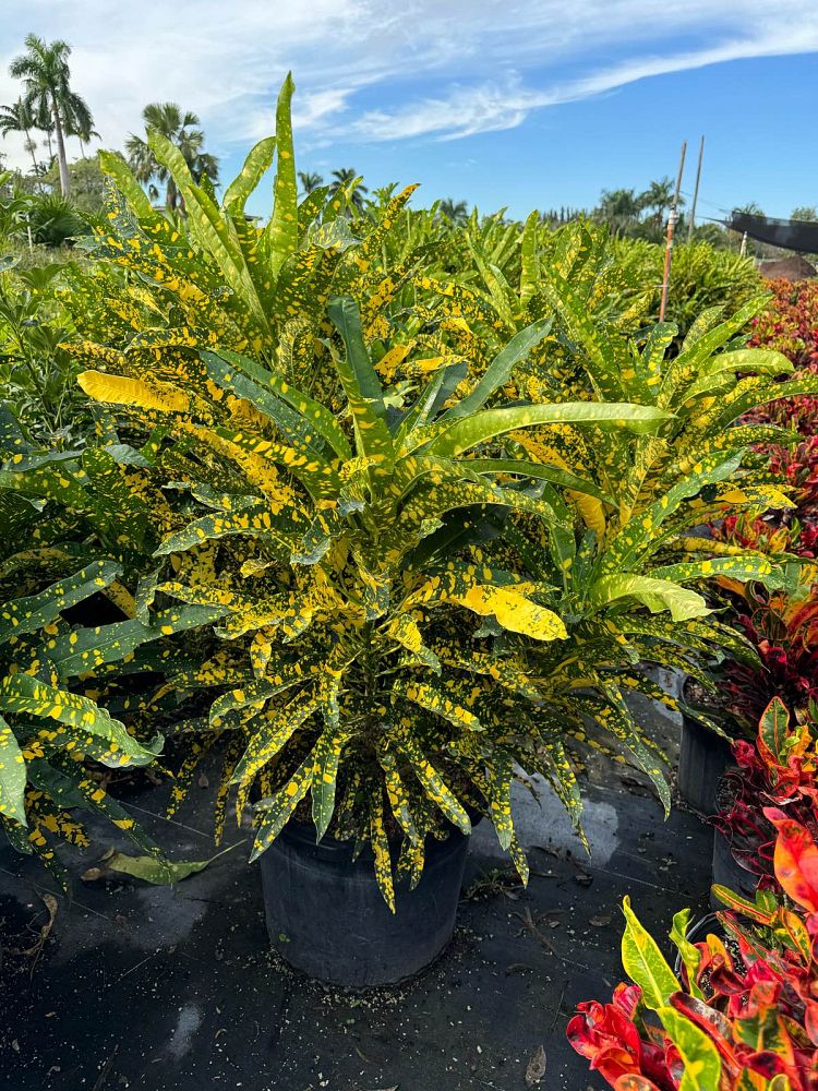 codiaeum-variegatum-sloppy-painter-croton