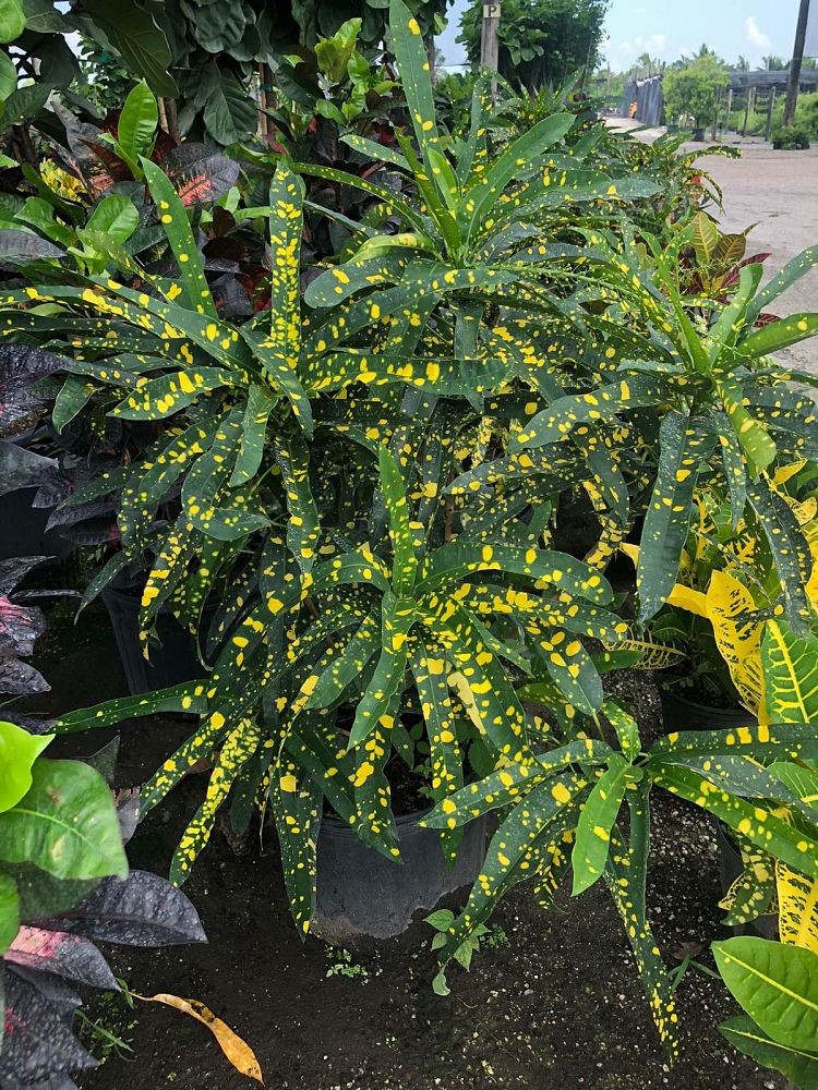 codiaeum-variegatum-sloppy-painter-croton