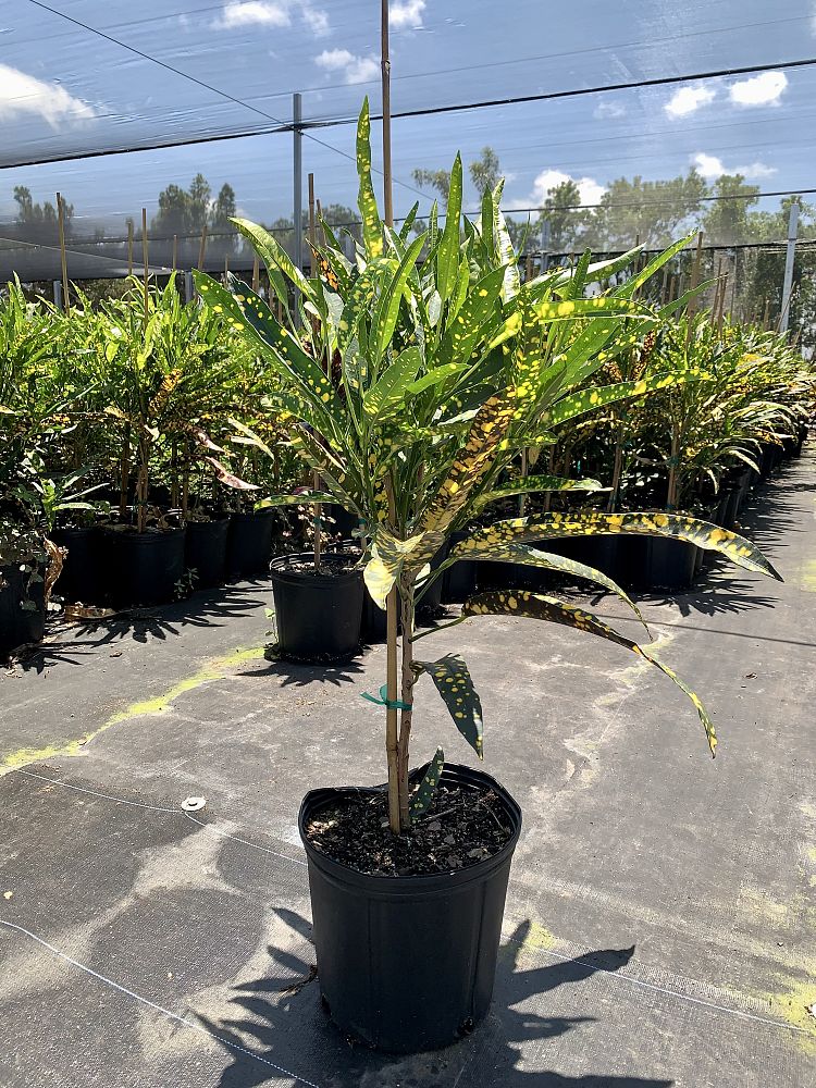 codiaeum-variegatum-sloppy-painter-croton