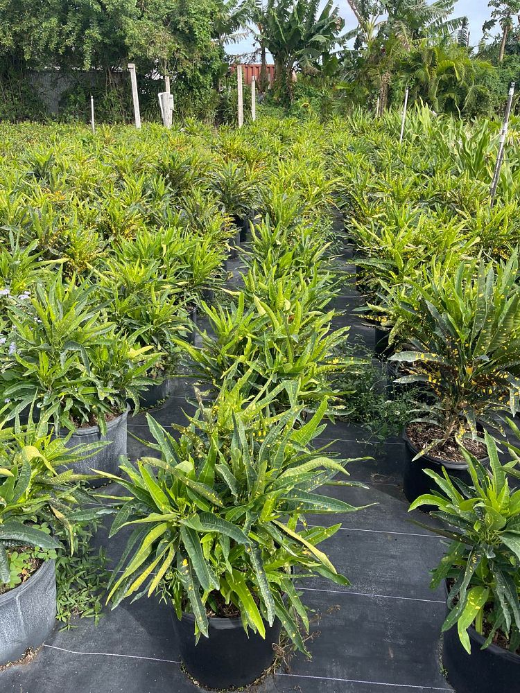 codiaeum-variegatum-sloppy-painter-croton