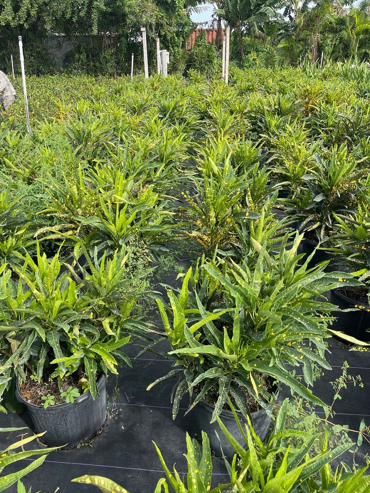codiaeum-variegatum-sloppy-painter-croton