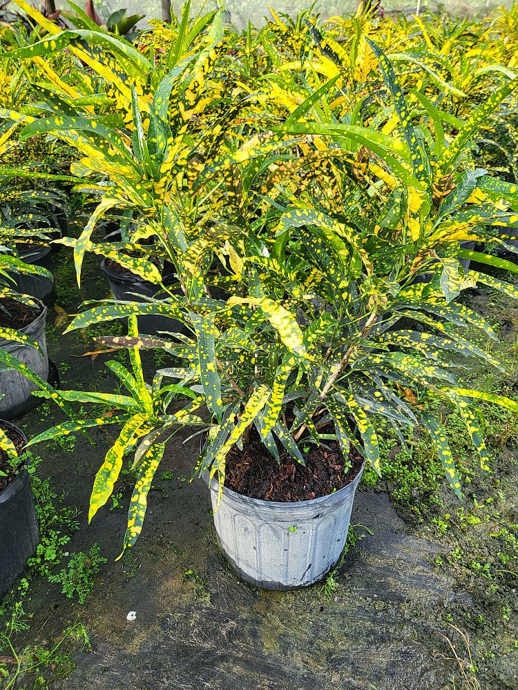 codiaeum-variegatum-sloppy-painter-croton