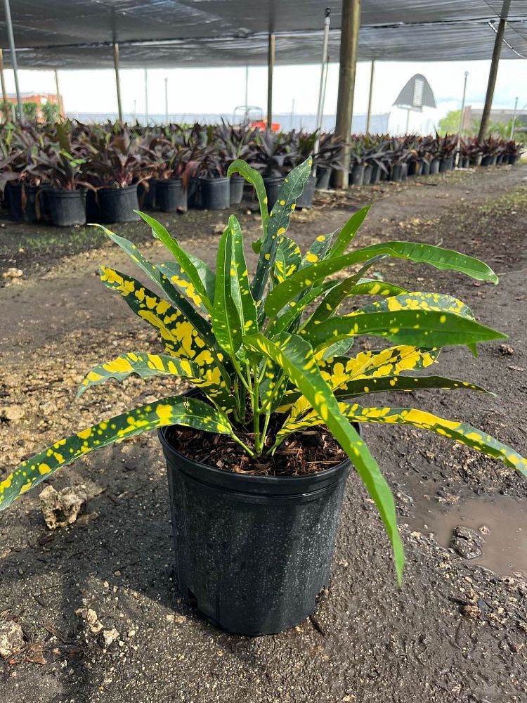 codiaeum-variegatum-sloppy-painter-croton