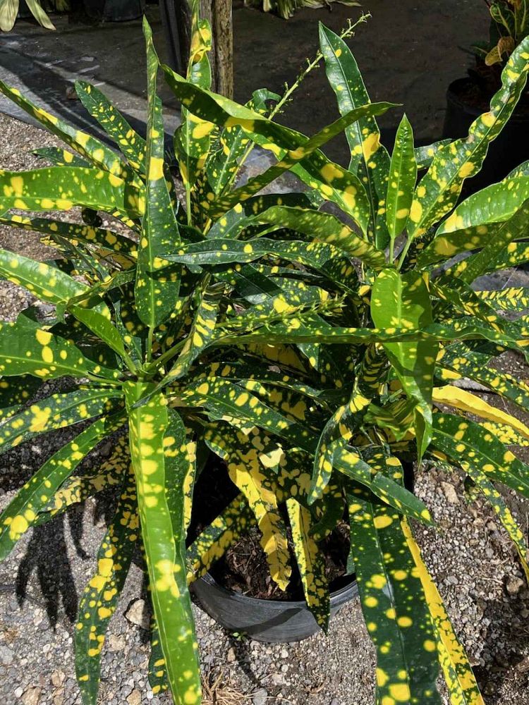 codiaeum-variegatum-sloppy-painter-croton