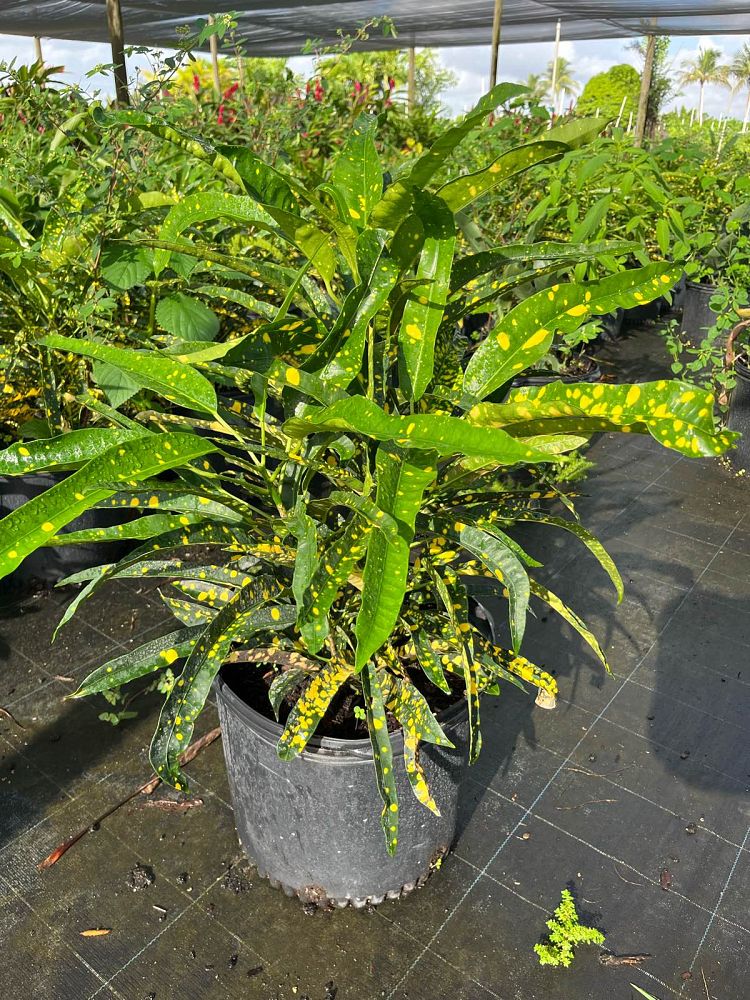 codiaeum-variegatum-sloppy-painter-croton