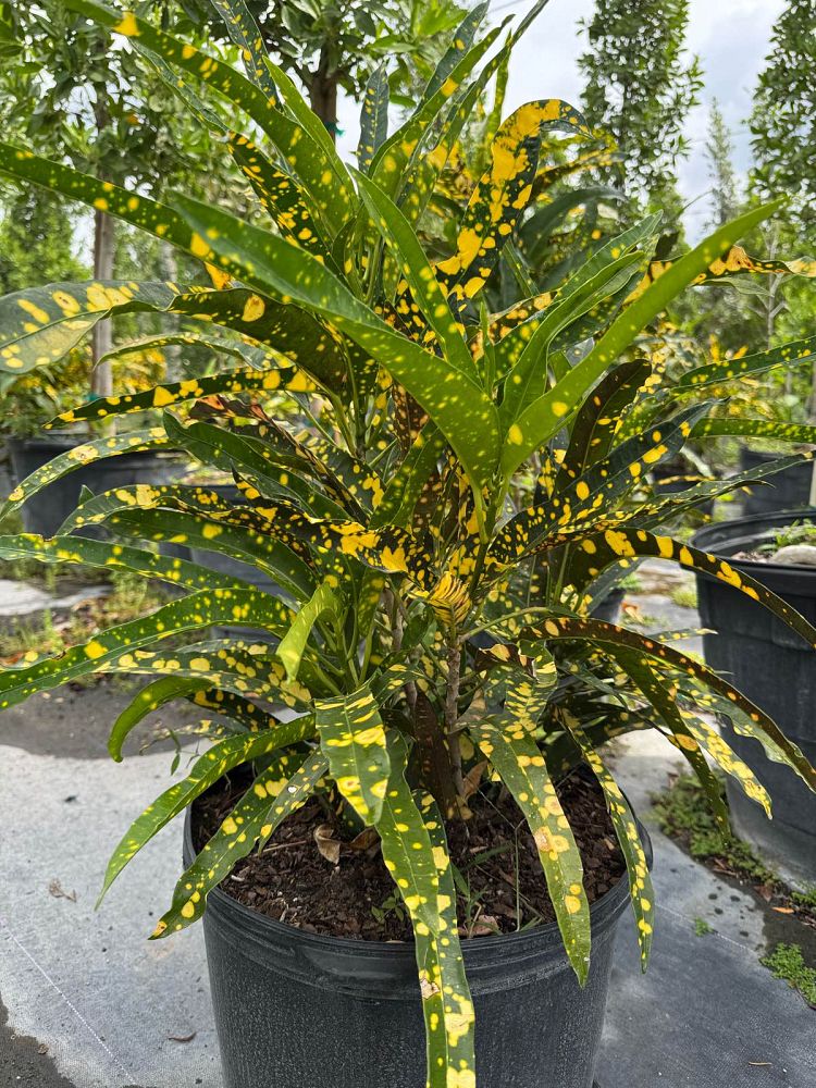 codiaeum-variegatum-sloppy-painter-croton