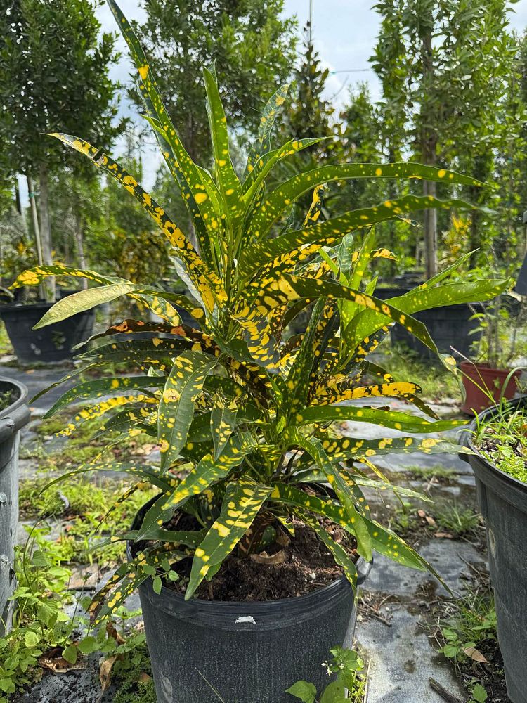 codiaeum-variegatum-sloppy-painter-croton
