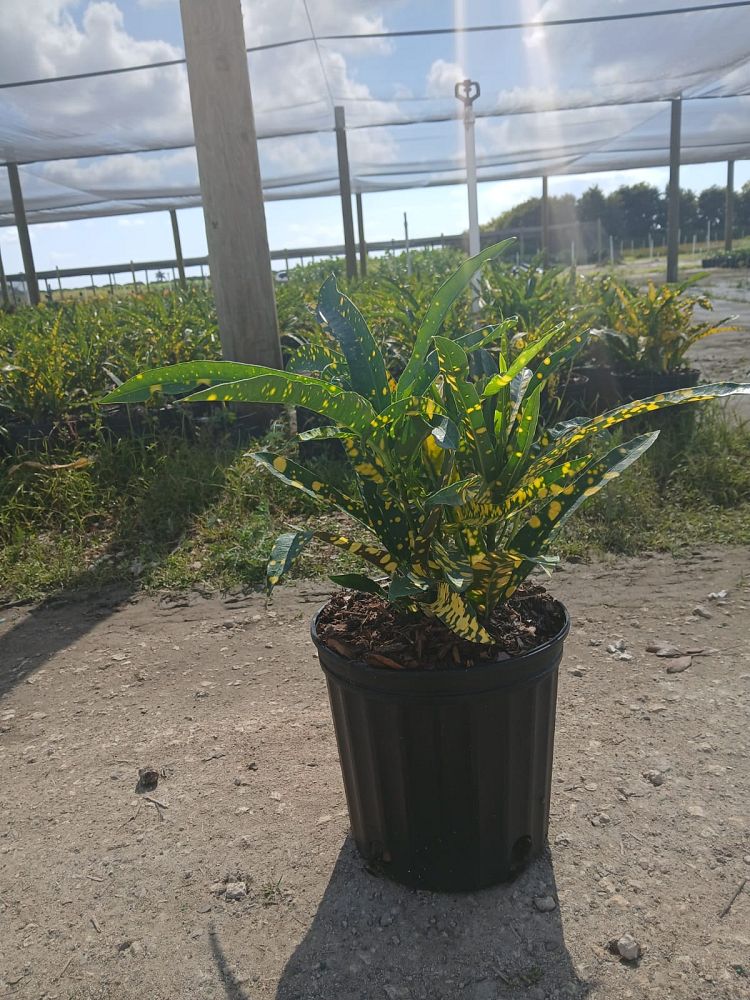 codiaeum-variegatum-sloppy-painter-croton
