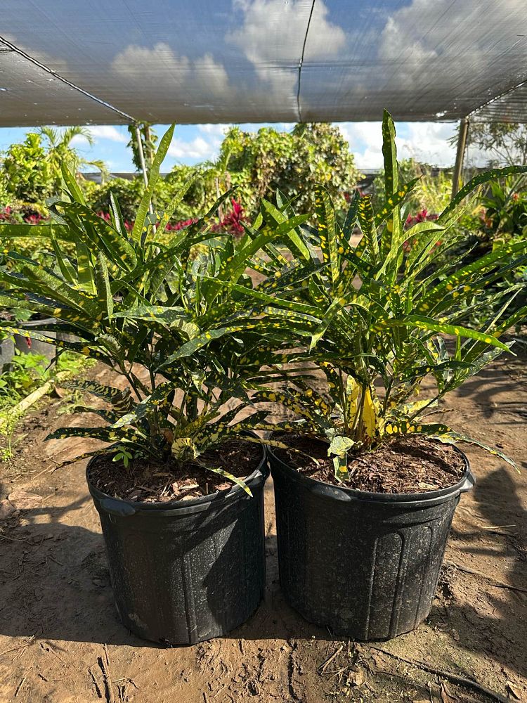 codiaeum-variegatum-sloppy-painter-croton