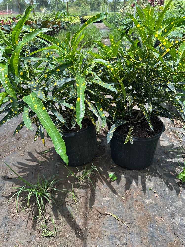 codiaeum-variegatum-sloppy-painter-croton