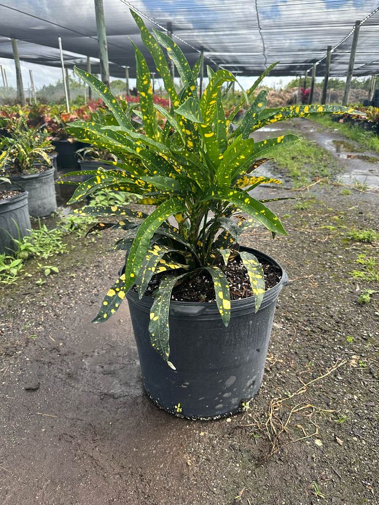 codiaeum-variegatum-sloppy-painter-croton