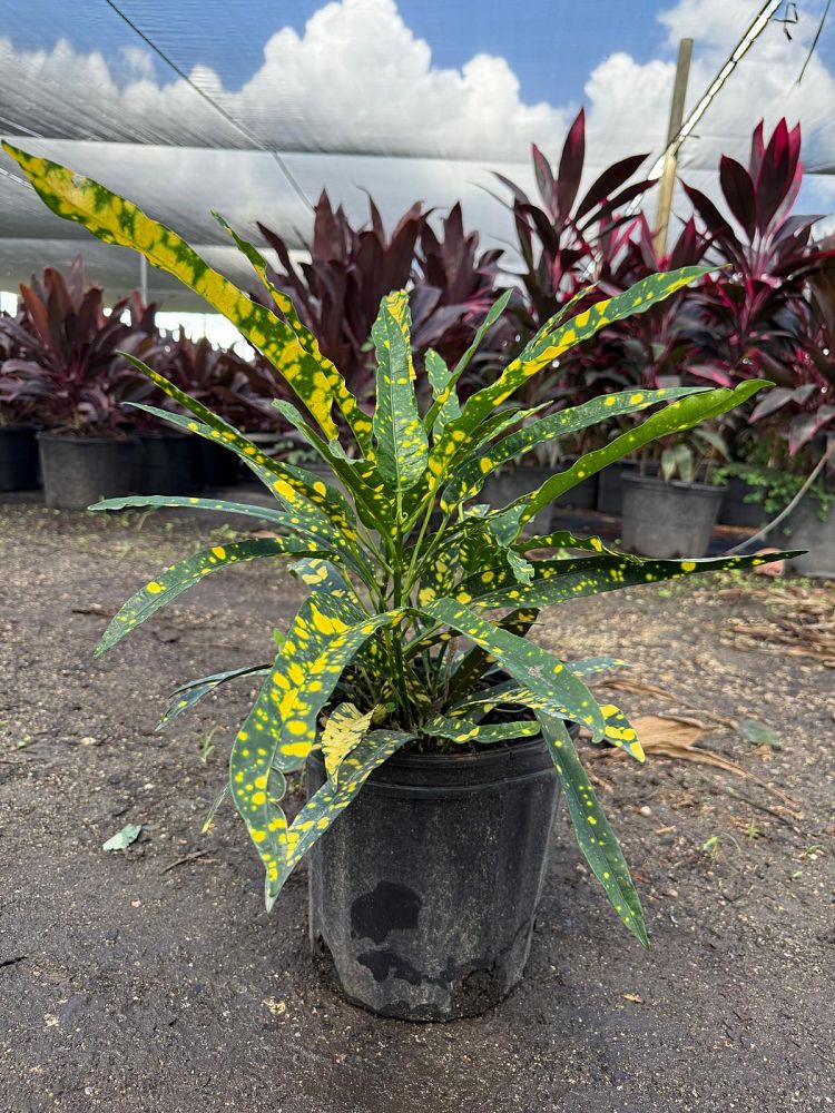 codiaeum-variegatum-sloppy-painter-croton