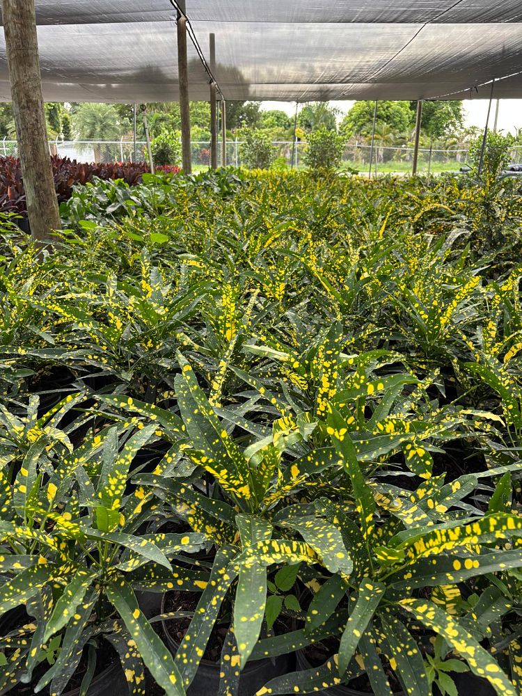 codiaeum-variegatum-sloppy-painter-croton