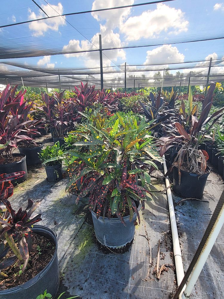 codiaeum-variegatum-sloppy-painter-croton