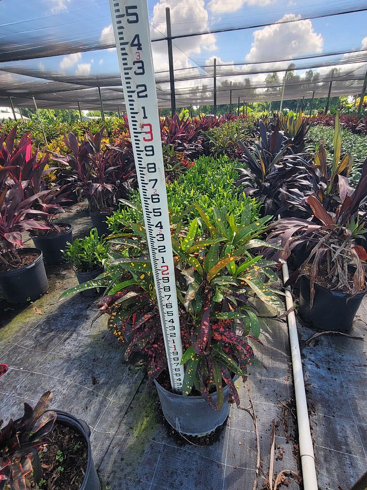 codiaeum-variegatum-sloppy-painter-croton