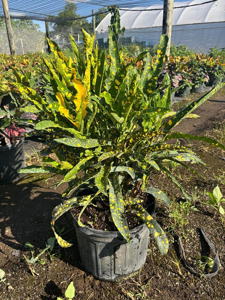 codiaeum-variegatum-sloppy-painter-croton