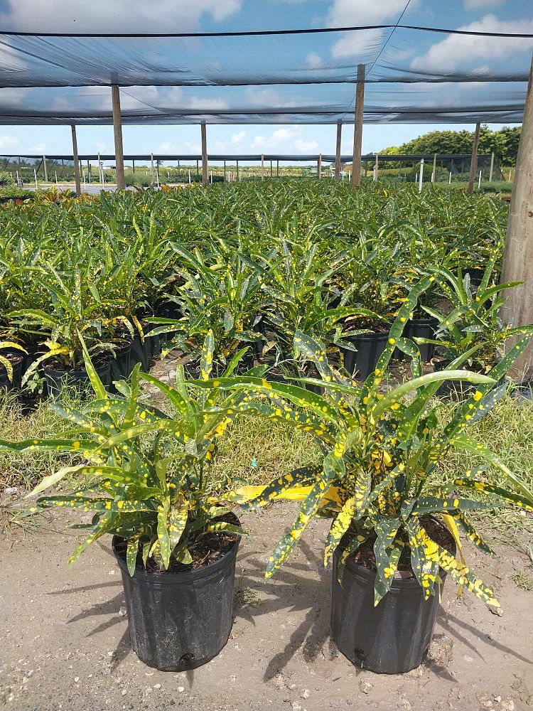 codiaeum-variegatum-sloppy-painter-croton
