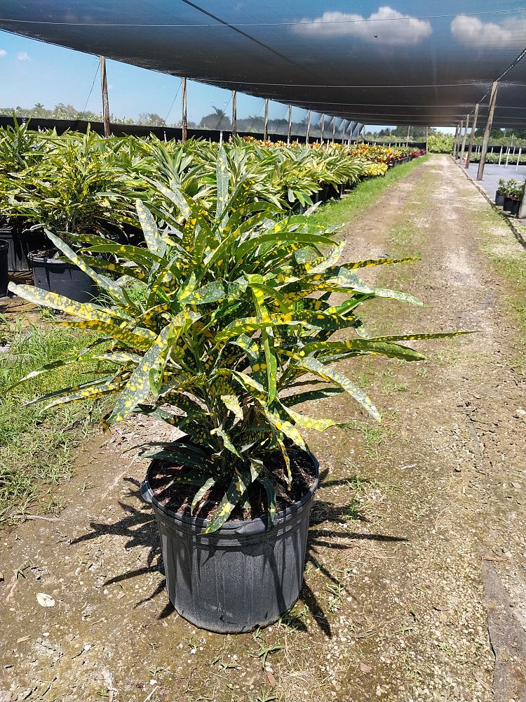 codiaeum-variegatum-sloppy-painter-croton