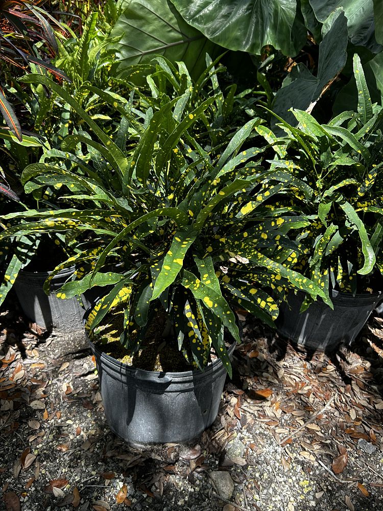 codiaeum-variegatum-sloppy-painter-croton