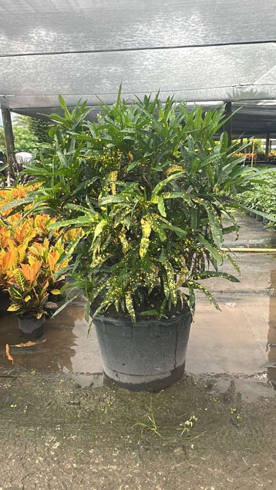 codiaeum-variegatum-sloppy-painter-croton