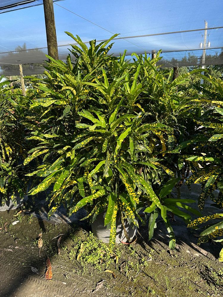 codiaeum-variegatum-sloppy-painter-croton