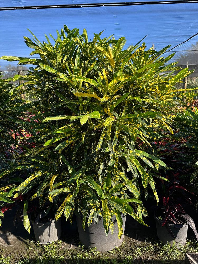 codiaeum-variegatum-sloppy-painter-croton