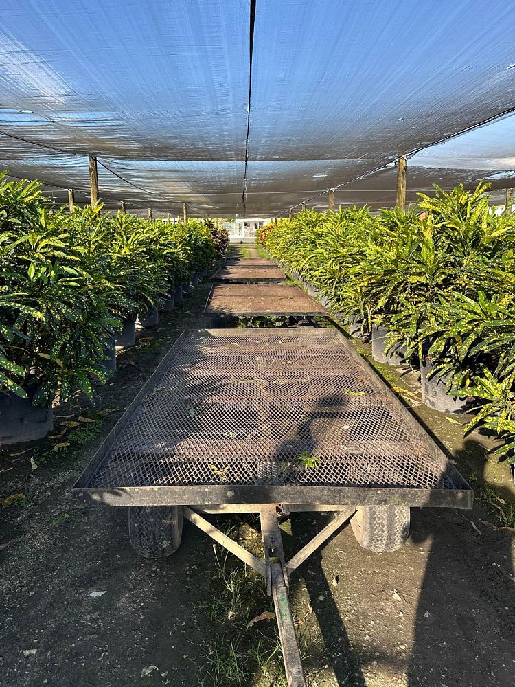 codiaeum-variegatum-sloppy-painter-croton