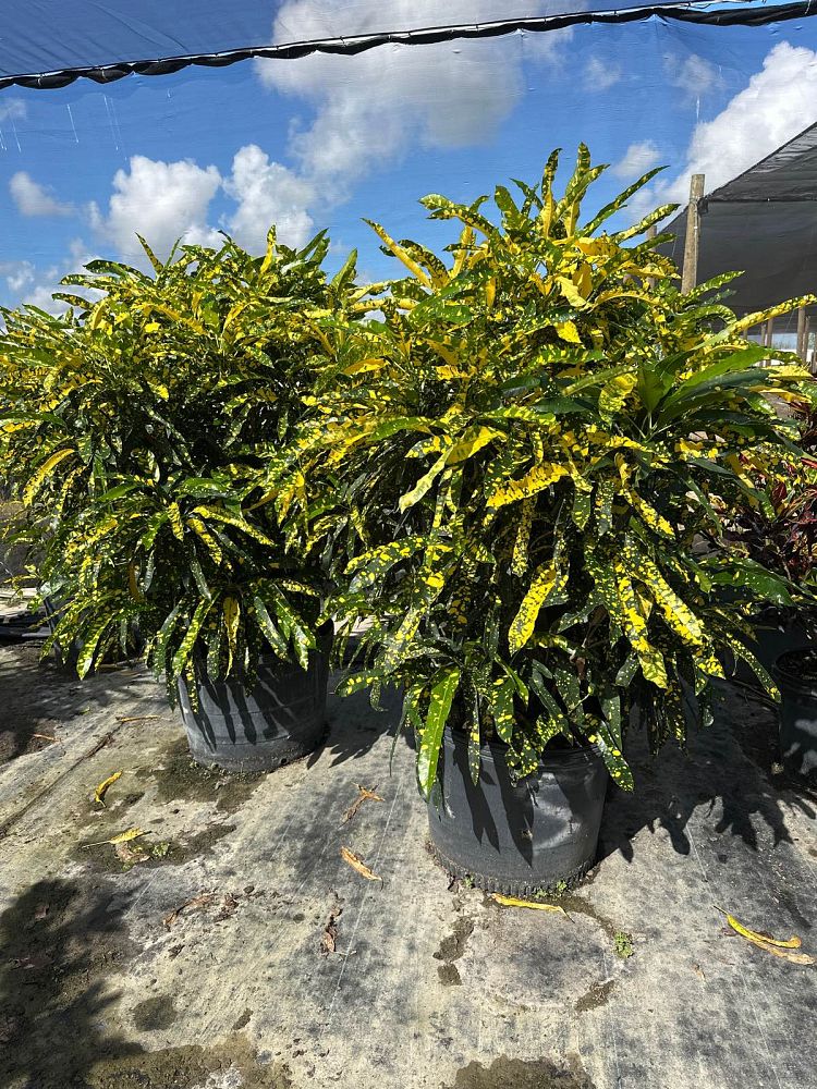codiaeum-variegatum-sloppy-painter-croton