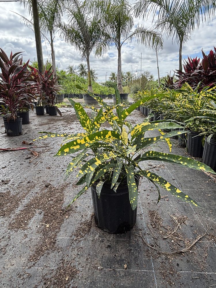 codiaeum-variegatum-sloppy-painter-croton