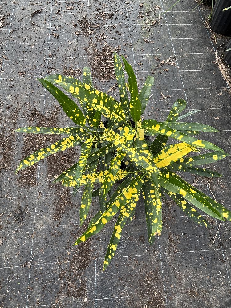 codiaeum-variegatum-sloppy-painter-croton