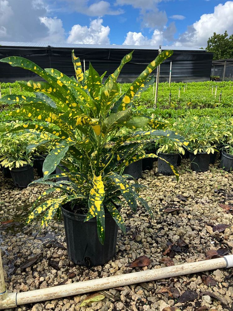 codiaeum-variegatum-sloppy-painter-croton