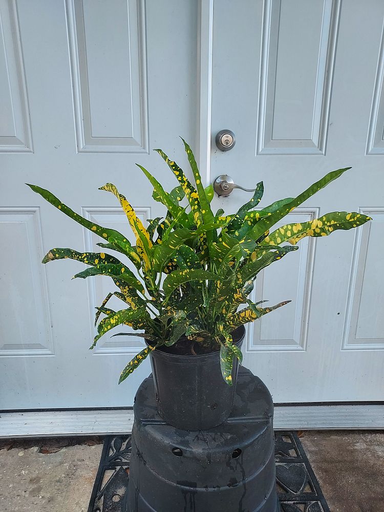 codiaeum-variegatum-sloppy-painter-croton