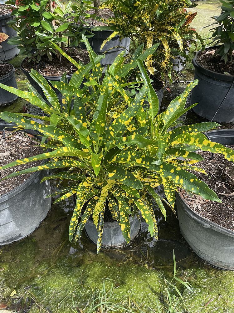 codiaeum-variegatum-sloppy-painter-croton
