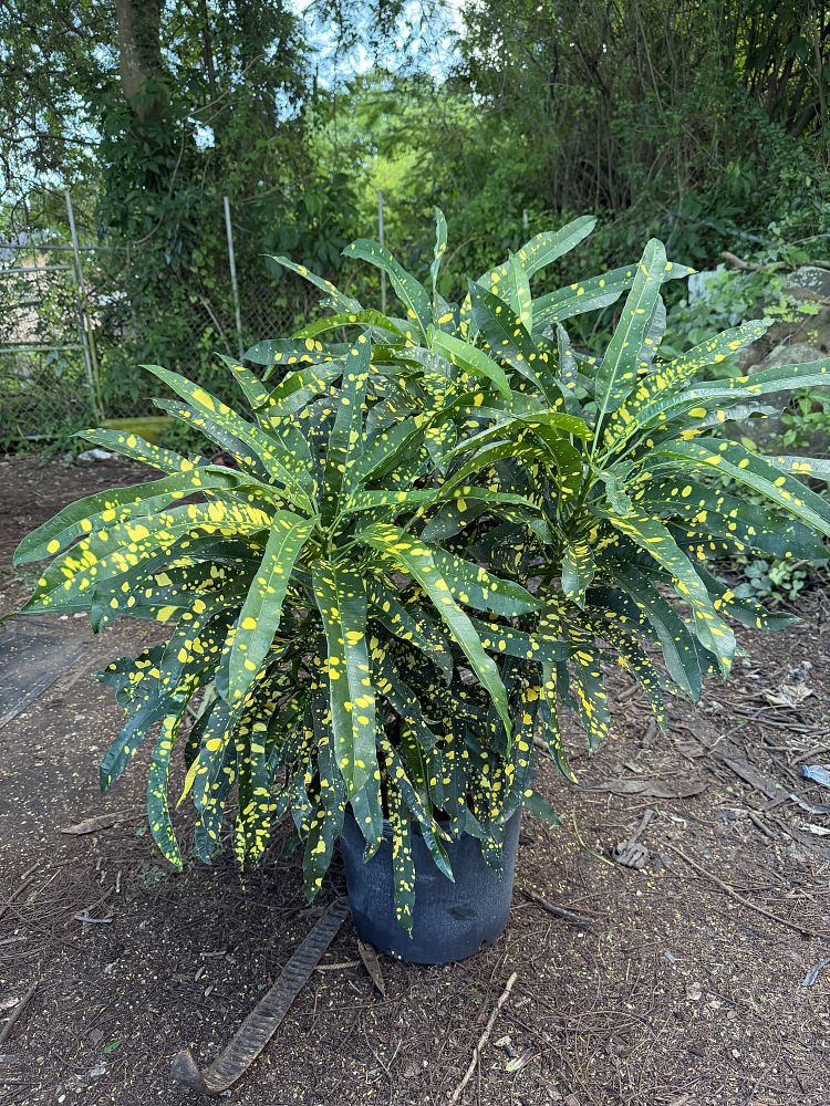 codiaeum-variegatum-sloppy-painter-croton