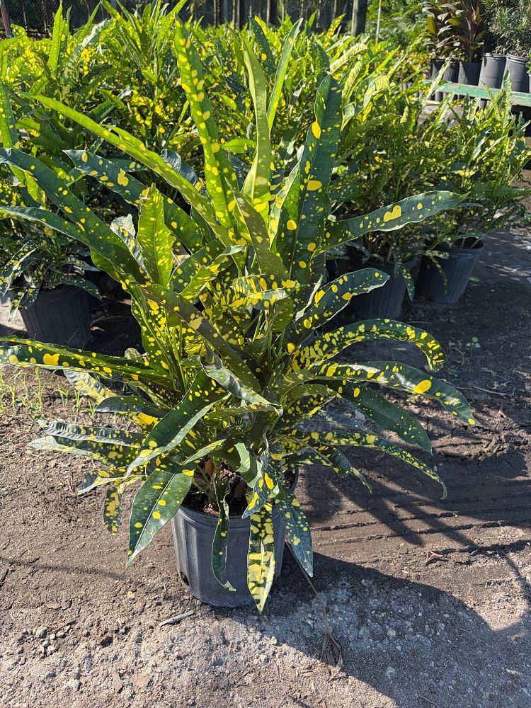 codiaeum-variegatum-sloppy-painter-croton