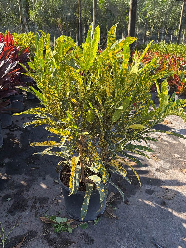 codiaeum-variegatum-sloppy-painter-croton