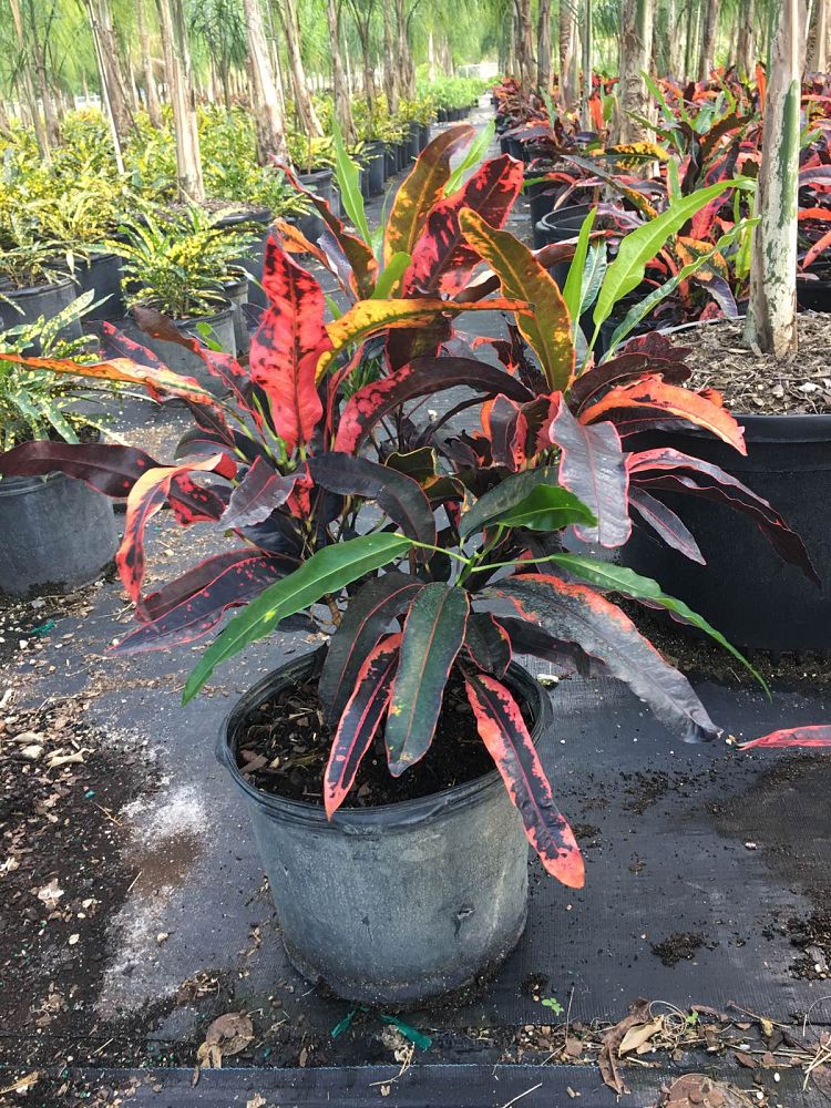 codiaeum-variegatum-stoplight-croton