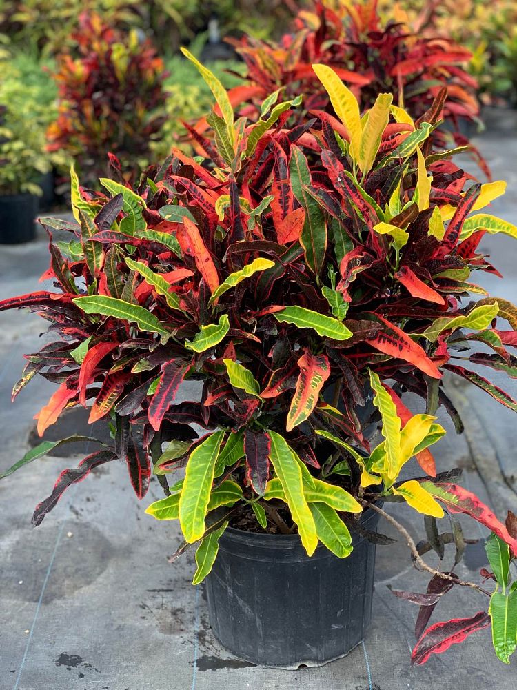 codiaeum-variegatum-stoplight-croton