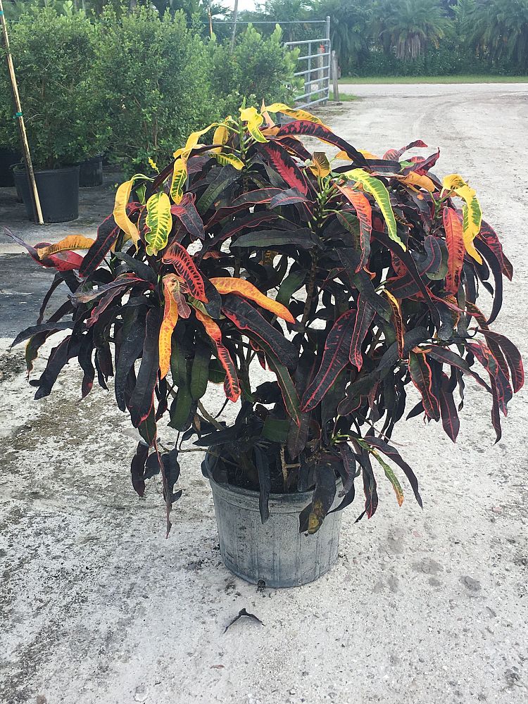 codiaeum-variegatum-stoplight-croton