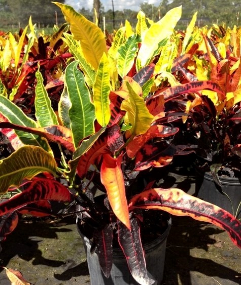 codiaeum-variegatum-stoplight-croton