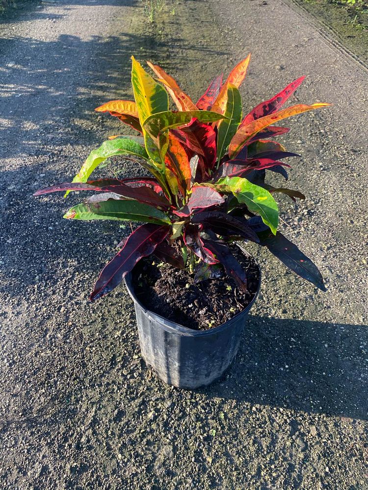 codiaeum-variegatum-stoplight-croton