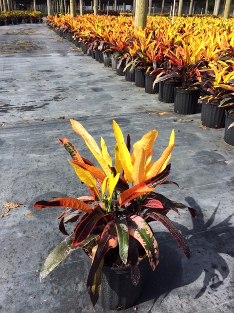 codiaeum-variegatum-stoplight-croton
