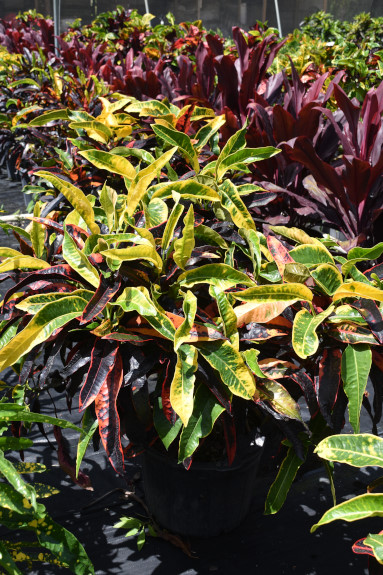 codiaeum-variegatum-stoplight-croton