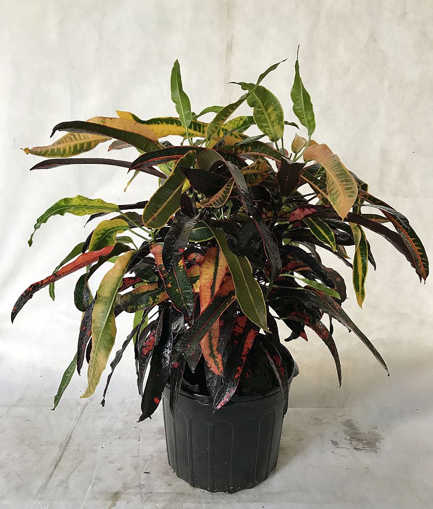 codiaeum-variegatum-stoplight-croton