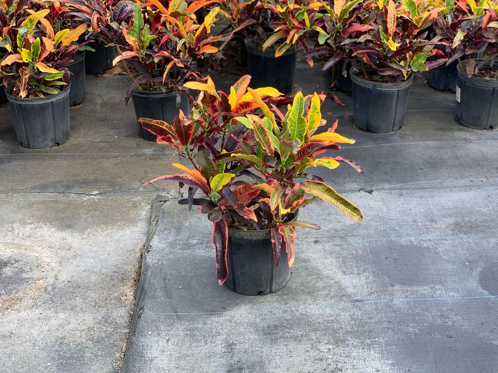 codiaeum-variegatum-stoplight-croton