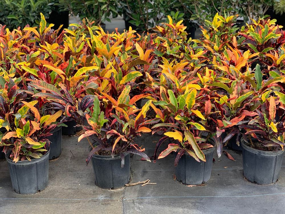 codiaeum-variegatum-stoplight-croton